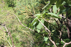 Anisochilus robustus